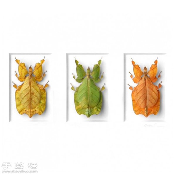 猶如寶石般斑斕奪目的昆蟲標(biāo)本 - www.fasang.cn