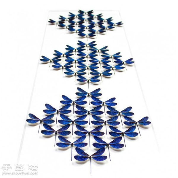 猶如寶石般斑斕奪目的昆蟲標(biāo)本 - www.fasang.cn