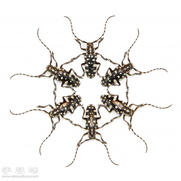 猶如寶石般斑斕奪目的昆蟲標(biāo)本 - www.fasang.cn