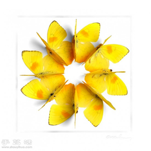 猶如寶石般斑斕奪目的昆蟲標(biāo)本 - www.fasang.cn