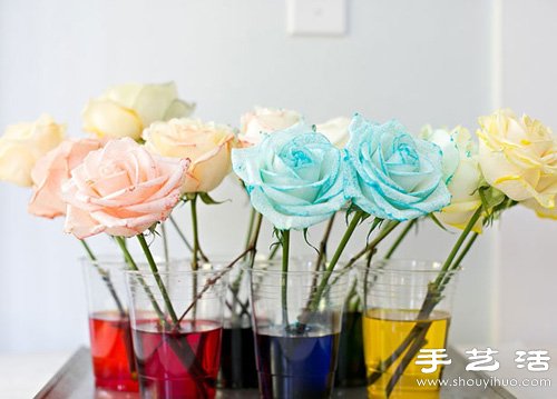 白色玫瑰染色 DIY七彩玫瑰花 - www.fasang.cn